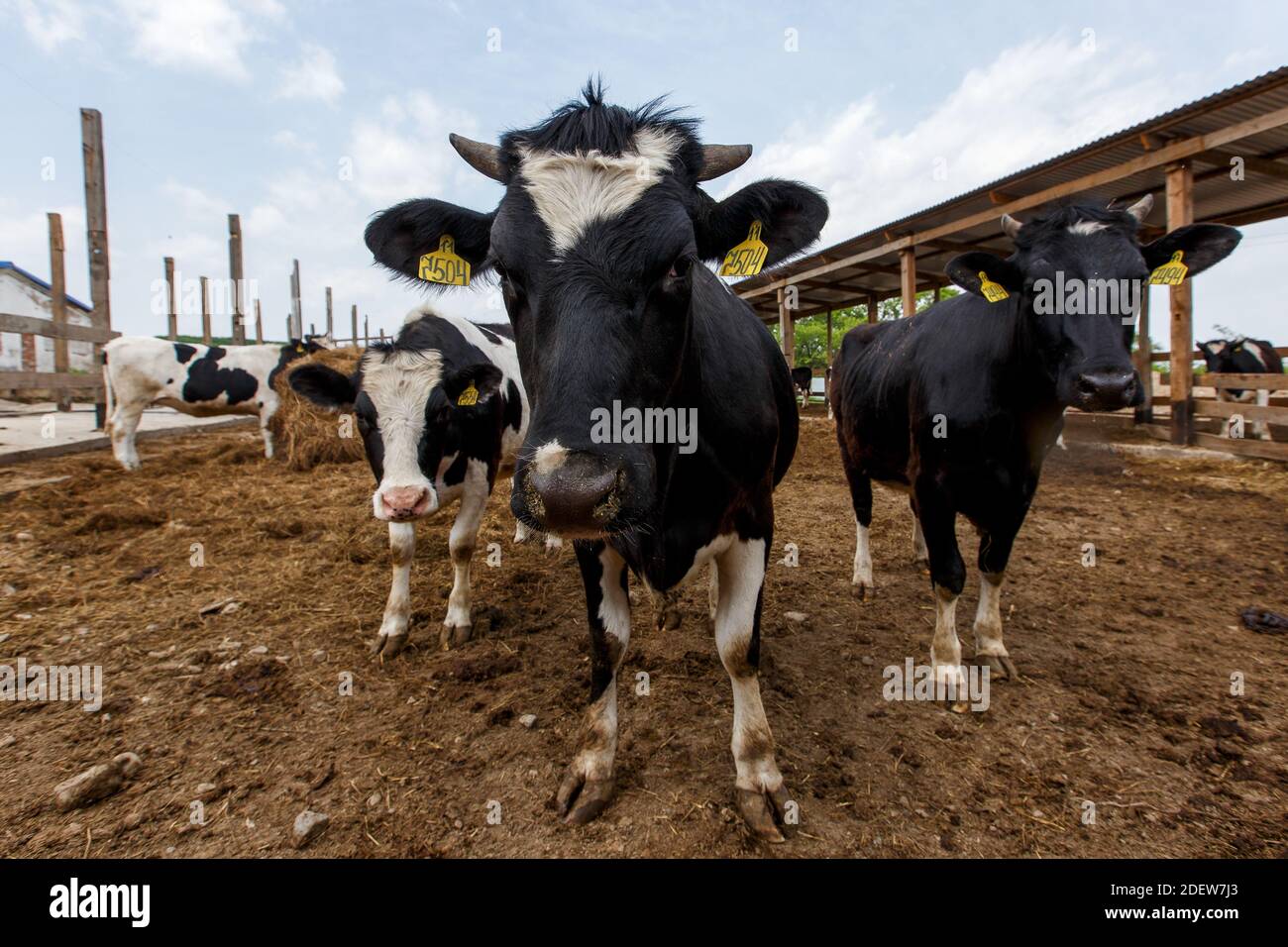 Livestock farm. Close-up. Cows stand in a pen at a dairy farm Stock ...