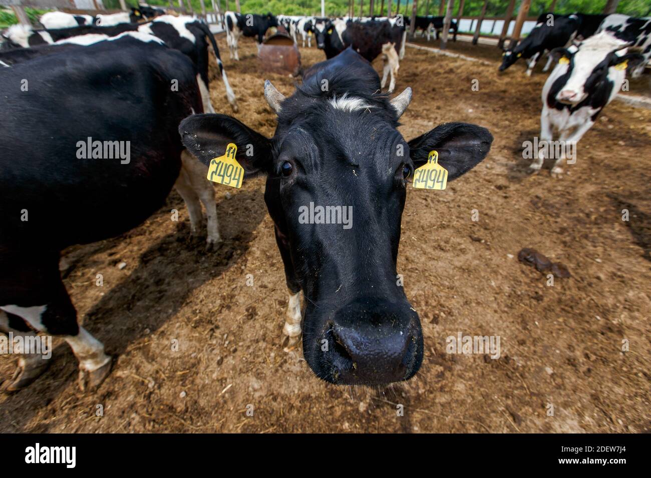 Livestock farm. Close-up. Cows stand in a pen at a dairy farm Stock ...