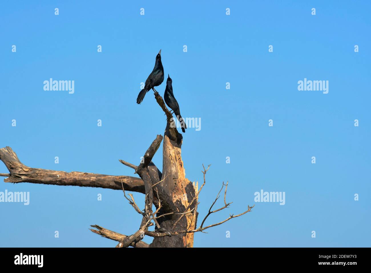 Two male Grackles perched on top of dead tree Stock Photo