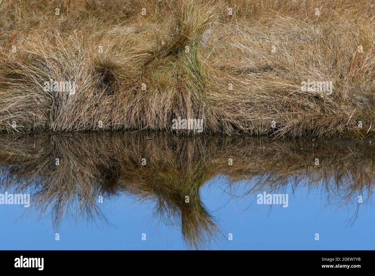Dormant marsh grass reflection on water Stock Photo Alamy