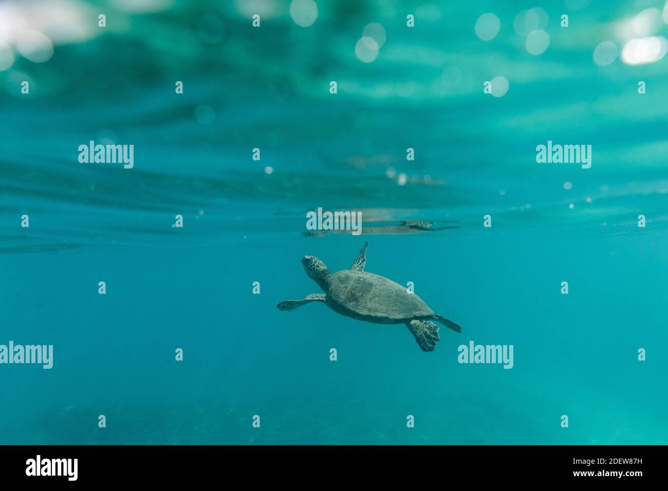 A sea turtle floats just below the surface of the ocean in oahu Stock
