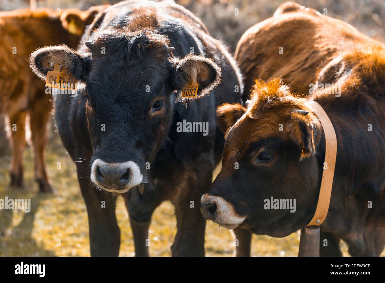 Cow+bell hi-res stock photography and images - Page 4 - Alamy