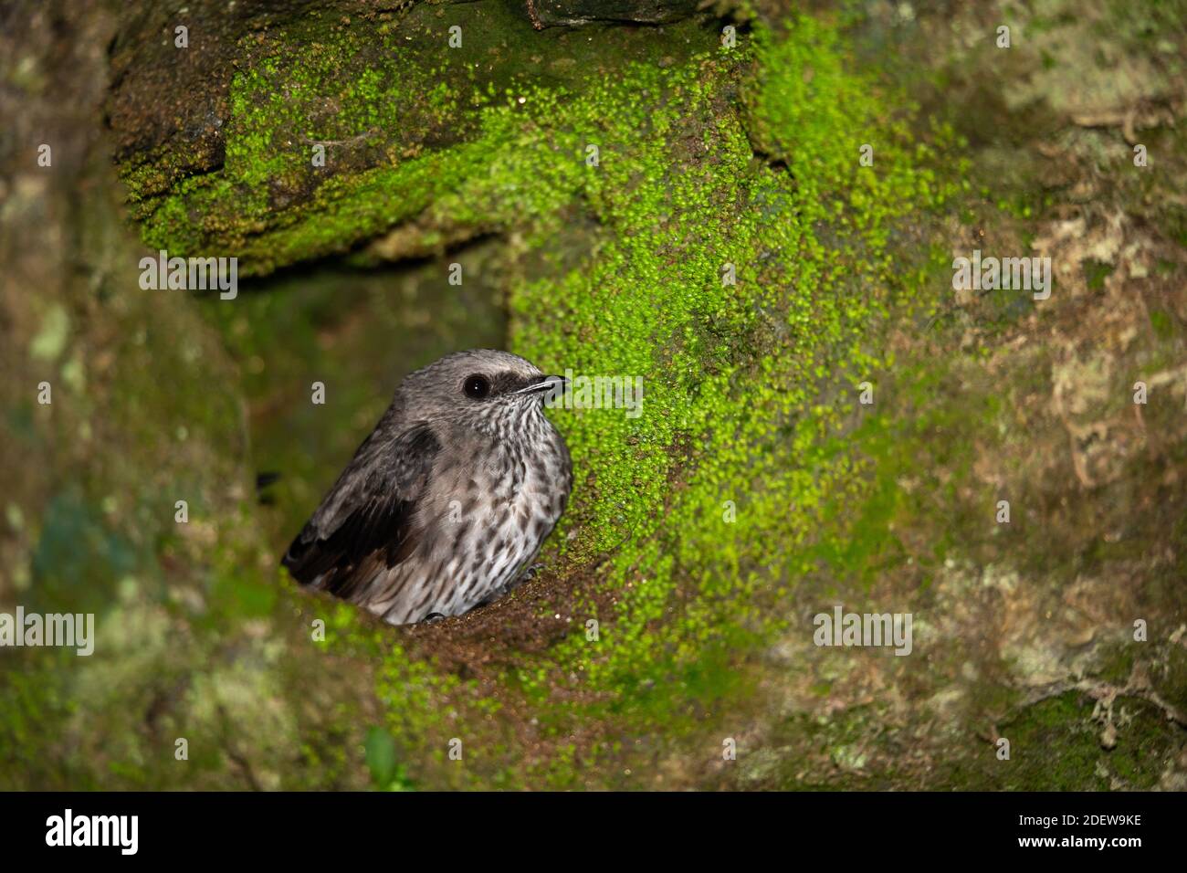 A small gray native bird in its nest. Stock Photo