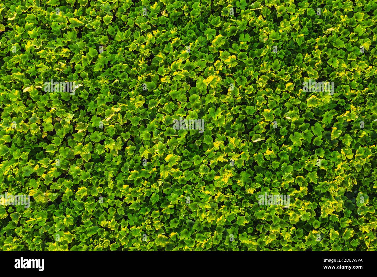 Aerial view of field with pumpkin plants on a sunny day in the summer ...