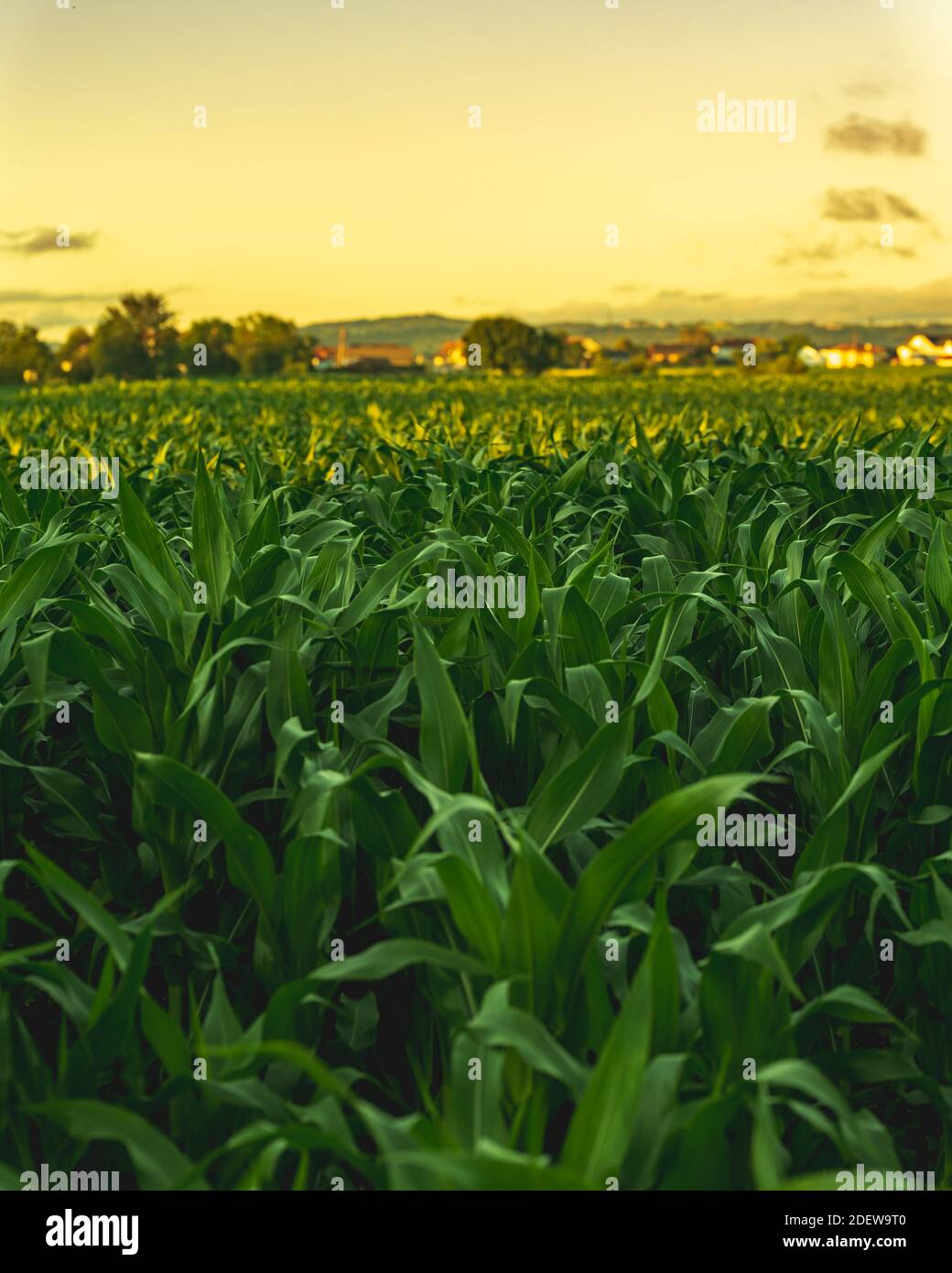 Corn field in sunset. Maize agriculture theme. Farming in Austria ...