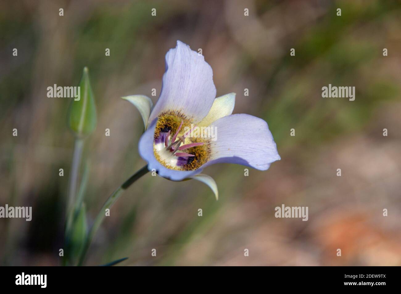 Gunnison's Mariposa Lily (Calochortus Gunnisonii Stock Photo