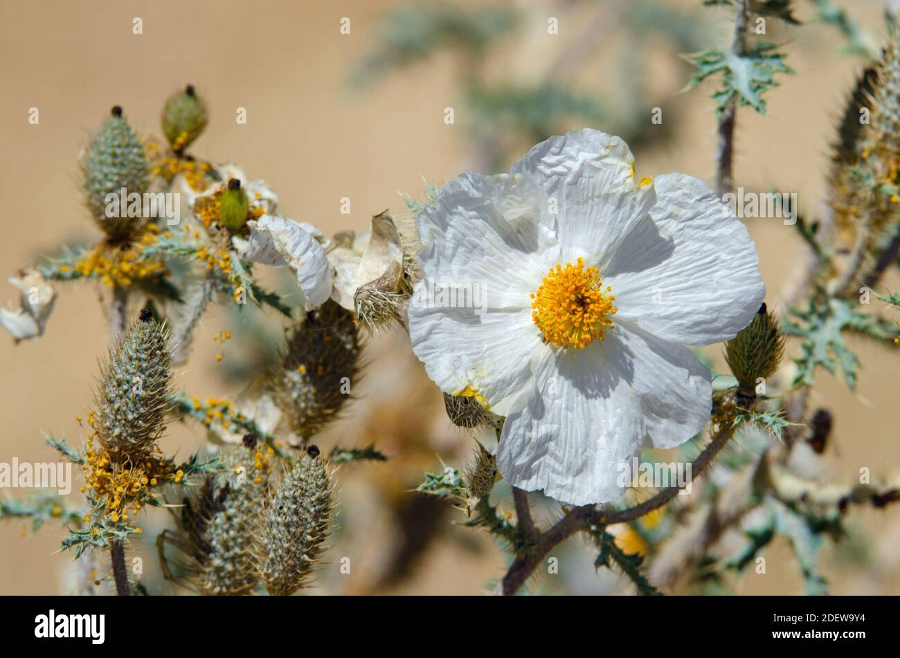 Southwestern Prickly Poppy (Argemone pleiacantha) Stock Photo