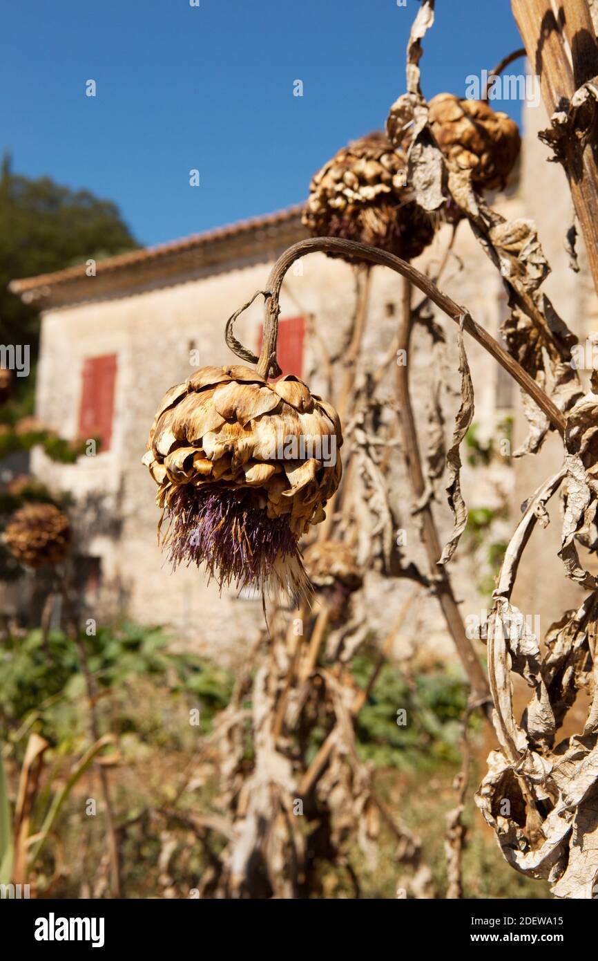 dry artichokes growing on Zakynthos Stock Photo