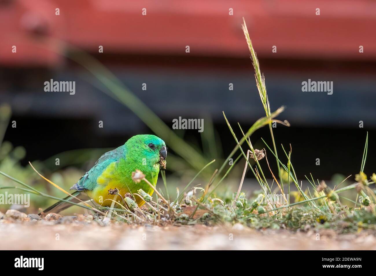 An adult male Red-rumped Parrot (Psephotus haematonotus) feeding on ...