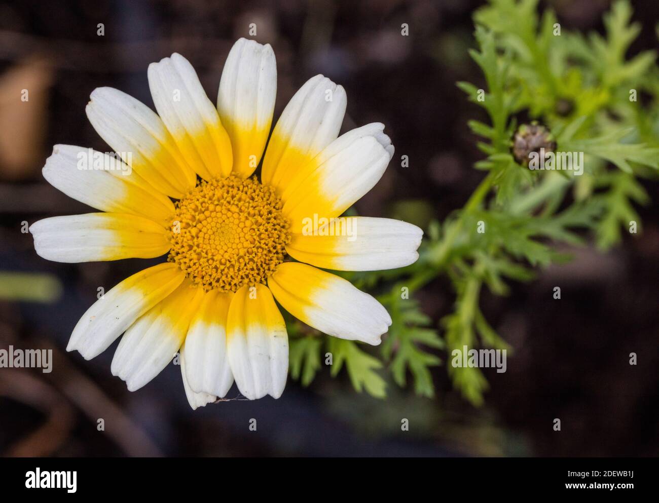 Tricolour chrysanthemum, Ringkrage (Ismelia carinata) Stock Photo