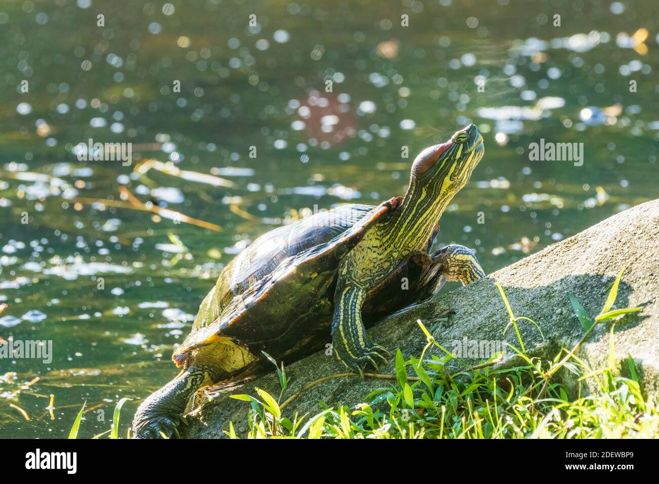 A Red-eared Slider Turtle (Trachemys scripta elegans) sunning itself on a rock. Stock Photo