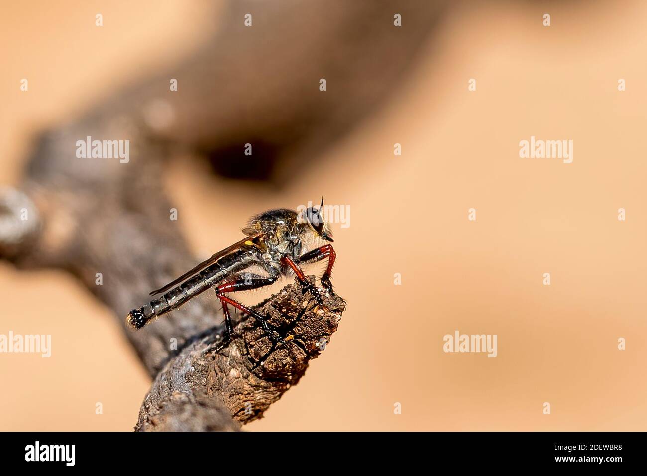 A Robber Fly of the scientific family Asilidae. Robber flies are large, bristly flies that catch their prey (usually other insects) mid-flight. Stock Photo