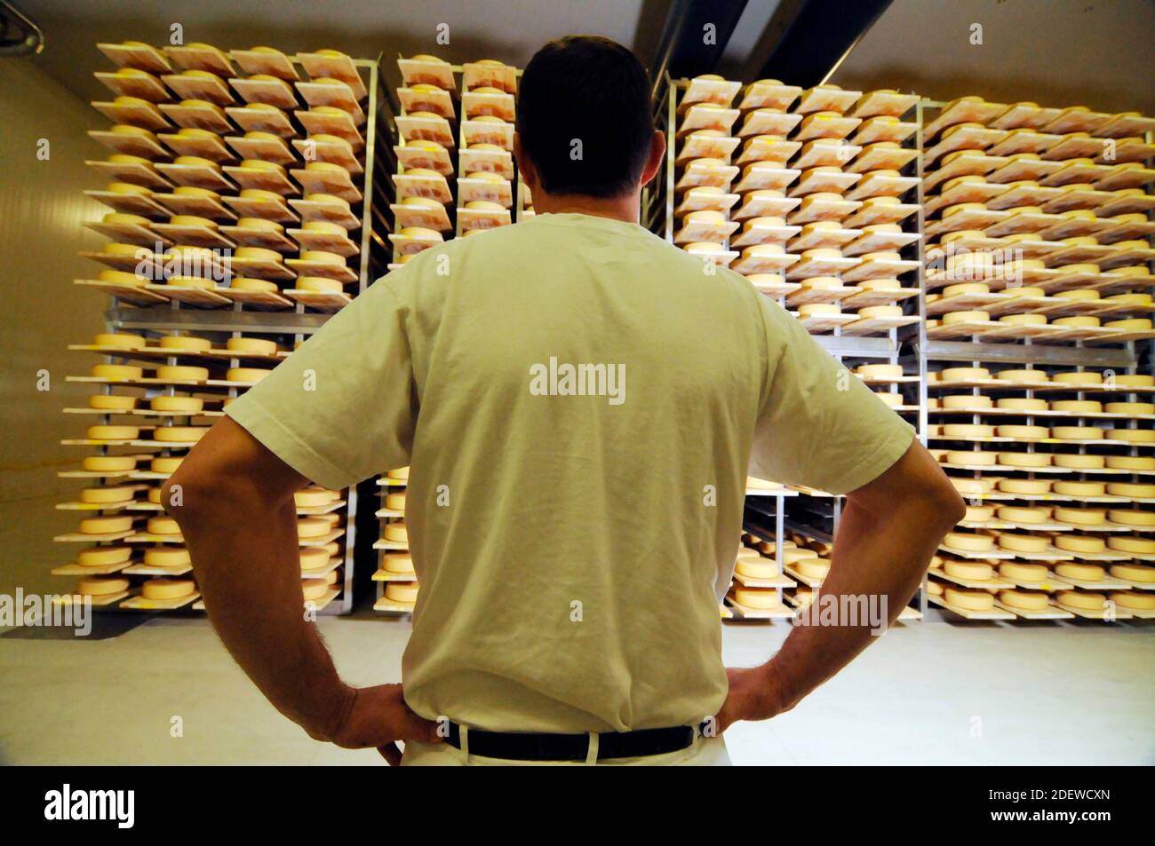master cheese maker in industrial food production standing in a hall of