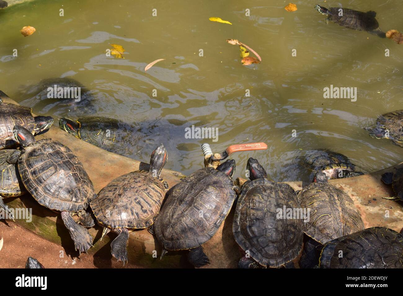 Tortoises near a pool in a national park. A creep of tortoises or ...