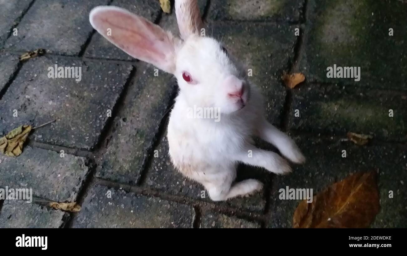 Cute bunny was pictured in lake view park birds collection. Cute bunny was so lovely and intuitive that it followed me till I stopped for its selfie. Stock Photo