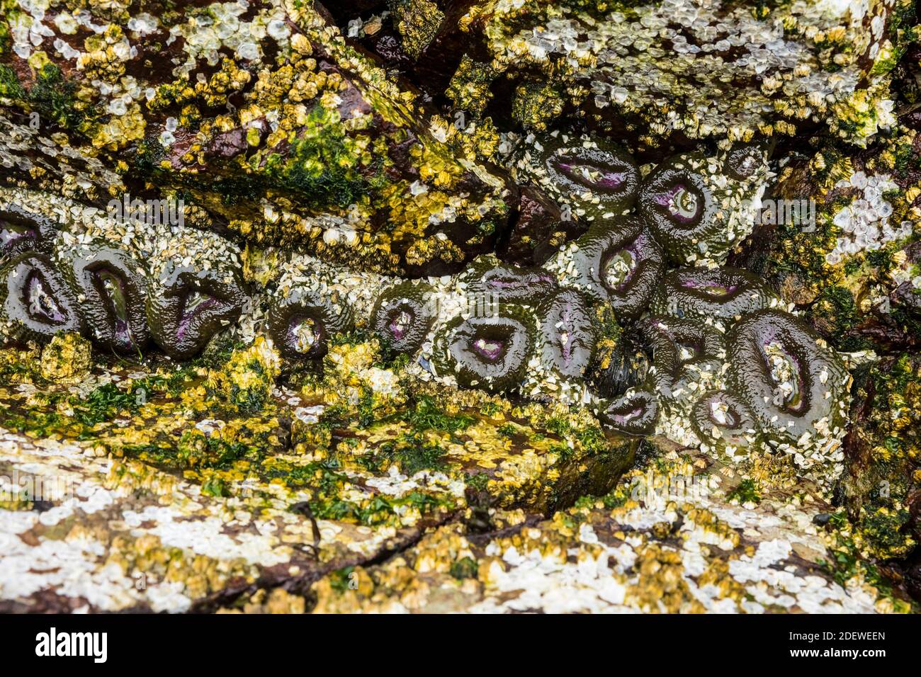 Sea anenomes in tidal pools near Tofino, British Columbia, Canada. Stock Photo