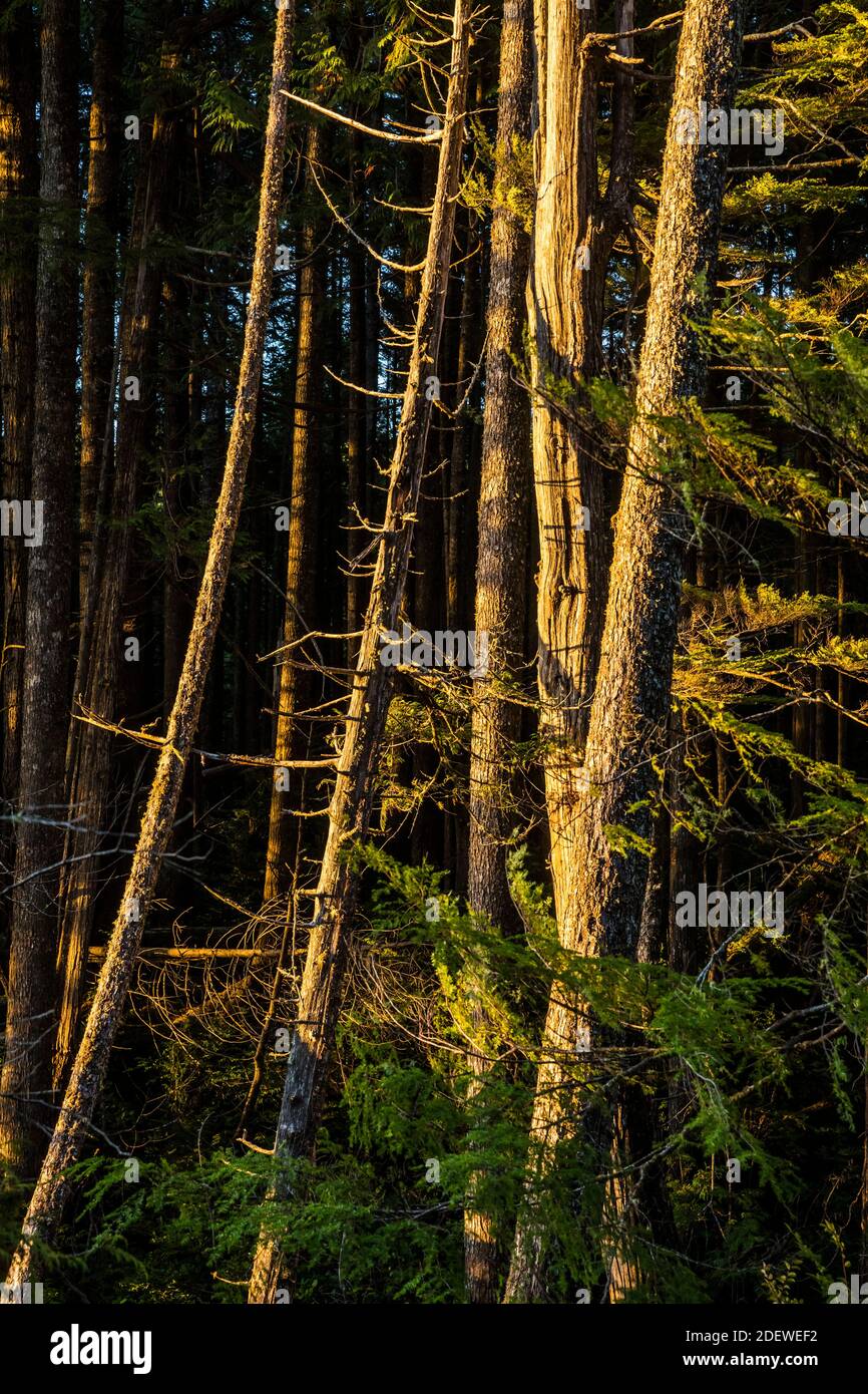 Trees at sunset near Tonquin Beach, Vancouver Island, BC, Canada. Stock Photo
