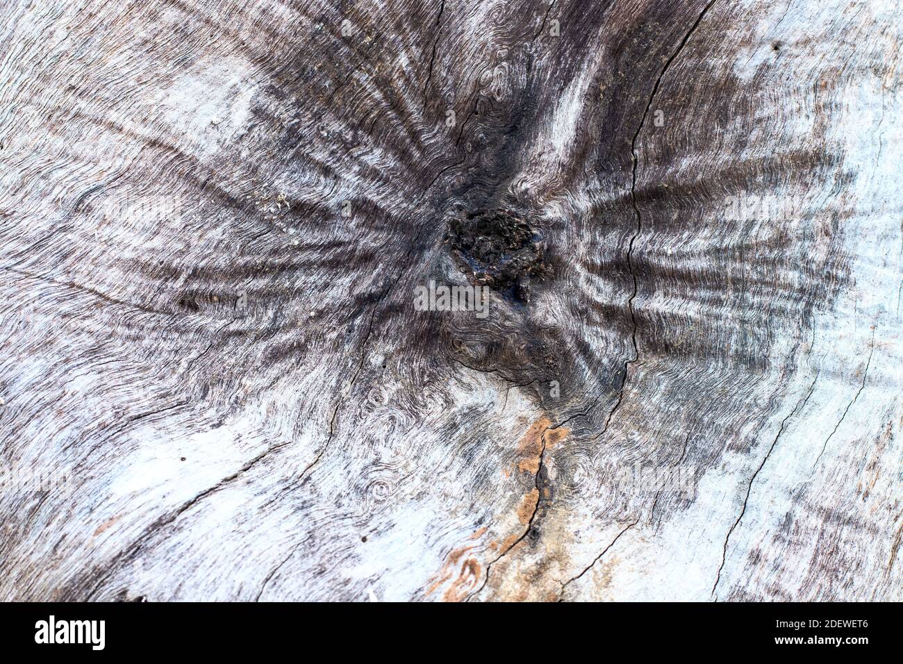 Centered wooden texture, old tree trunk. Big branch of tree trunk weathered texture. Grunge driftwood closeup. Natural timber surface Stock Photo