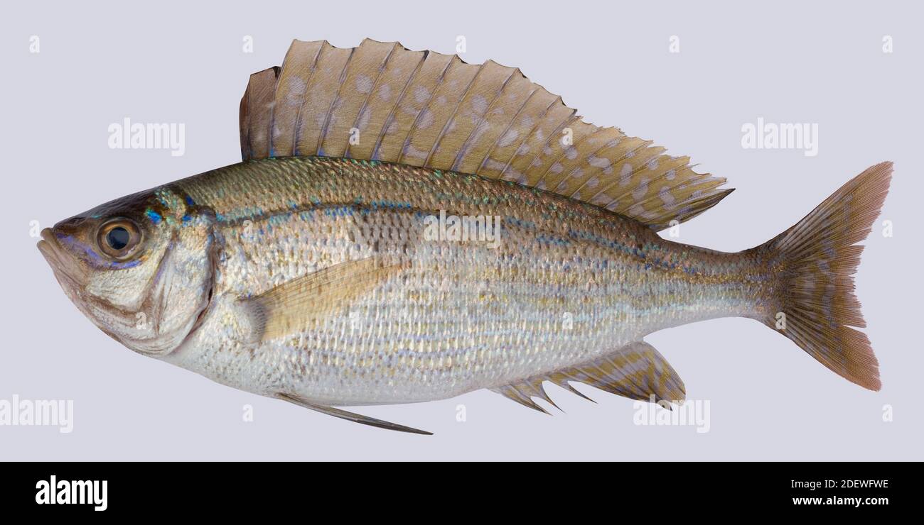 Spicara smaris fish on the white background. Stock Photo