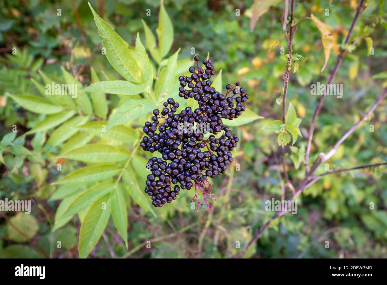 Dane Weed High Resolution Stock Photography and Images - Alamy