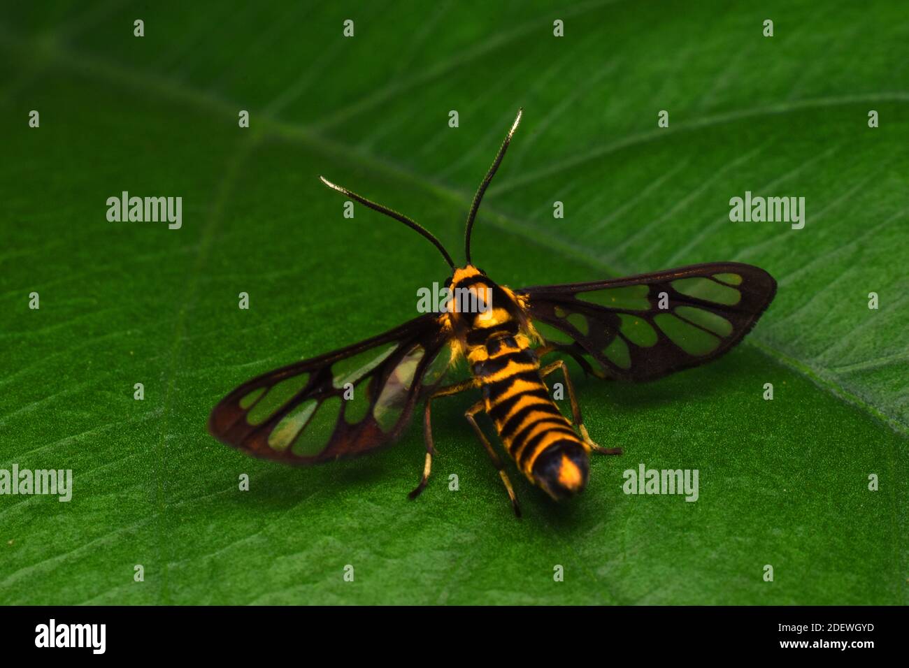 A Tiger moth perched on a green leaf Stock Photo