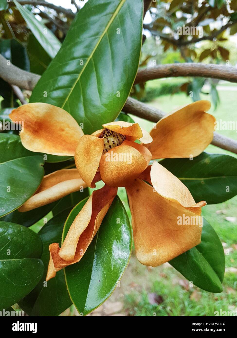 Dry Magnolia Grandiflora flower among the green leaves Stock Photo Alamy