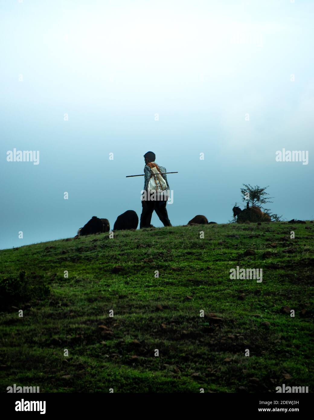 Shepherd with his sheep and goats in mountains Stock Photo - Alamy