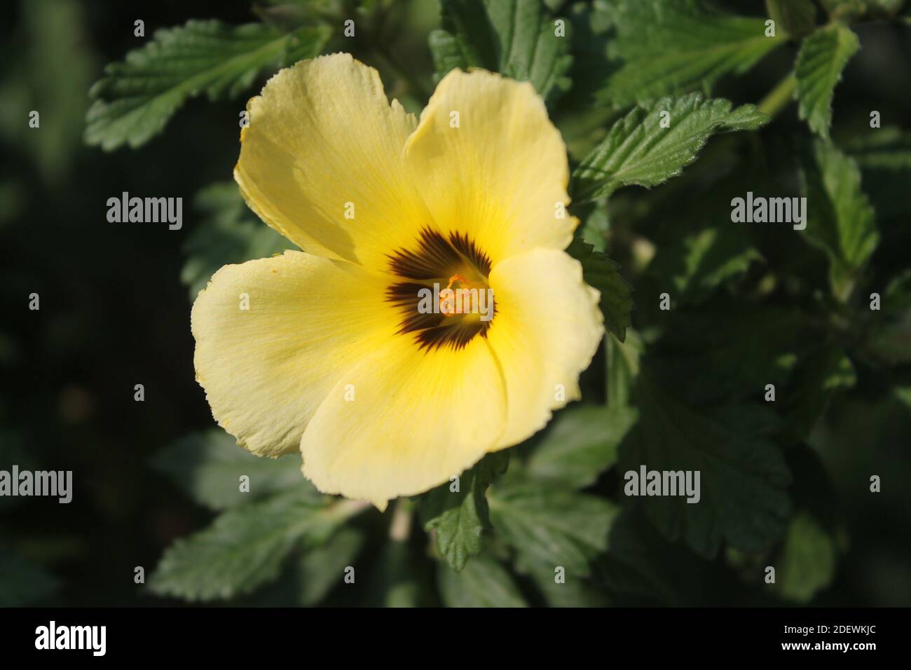 close up of a white buttercup in a green garden, yellow flower in a green garden. Stock Photo