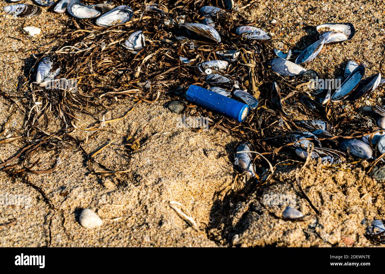 Old used shotgun shell from a hunter, floating on the beach among mussel shells and seaweed. Sign of ocean pollution. . High quality photo Stock Photo