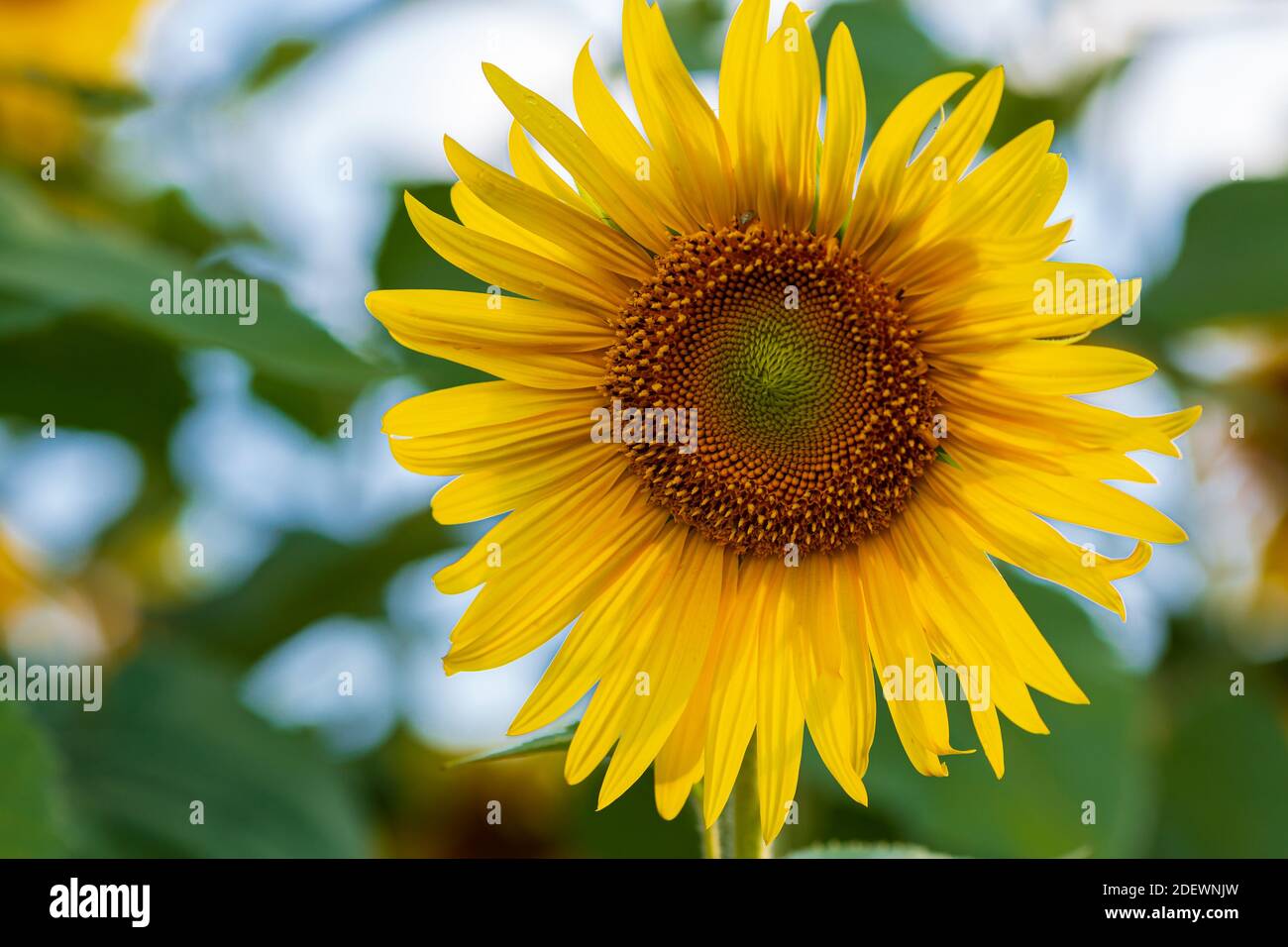 Close Up Sunflowers High Resolution Stock Photography and Images - Alamy