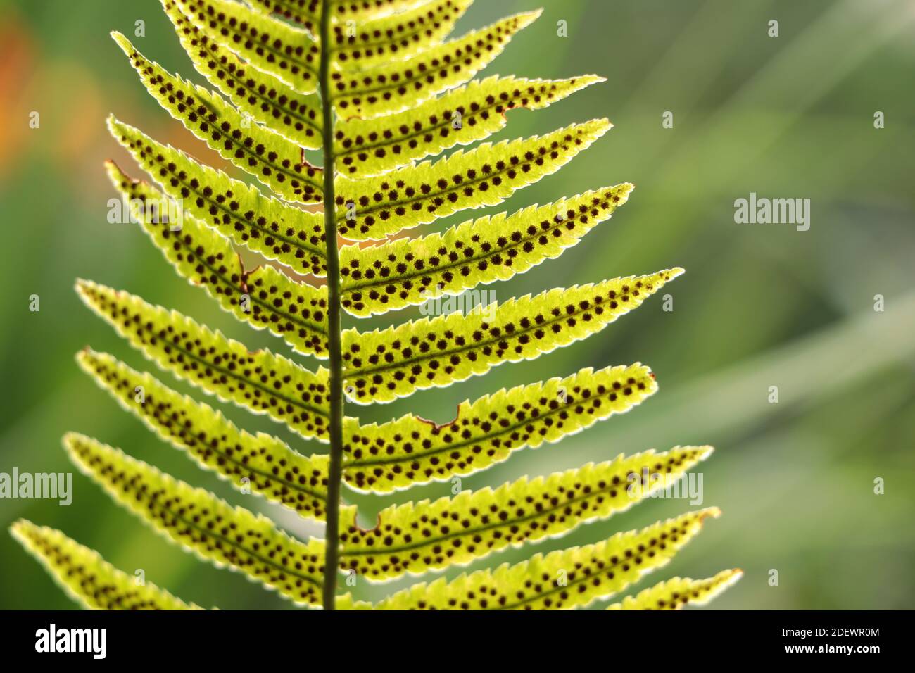 Sword fern leaf with sporangia close up, polystichum munitum Stock Photo
