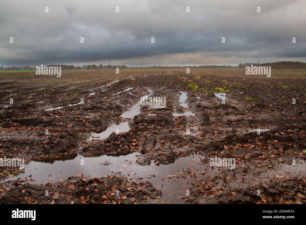 Potato field after harvest in autumn: puddles in tyre tracks under dark clouds Stock Photo