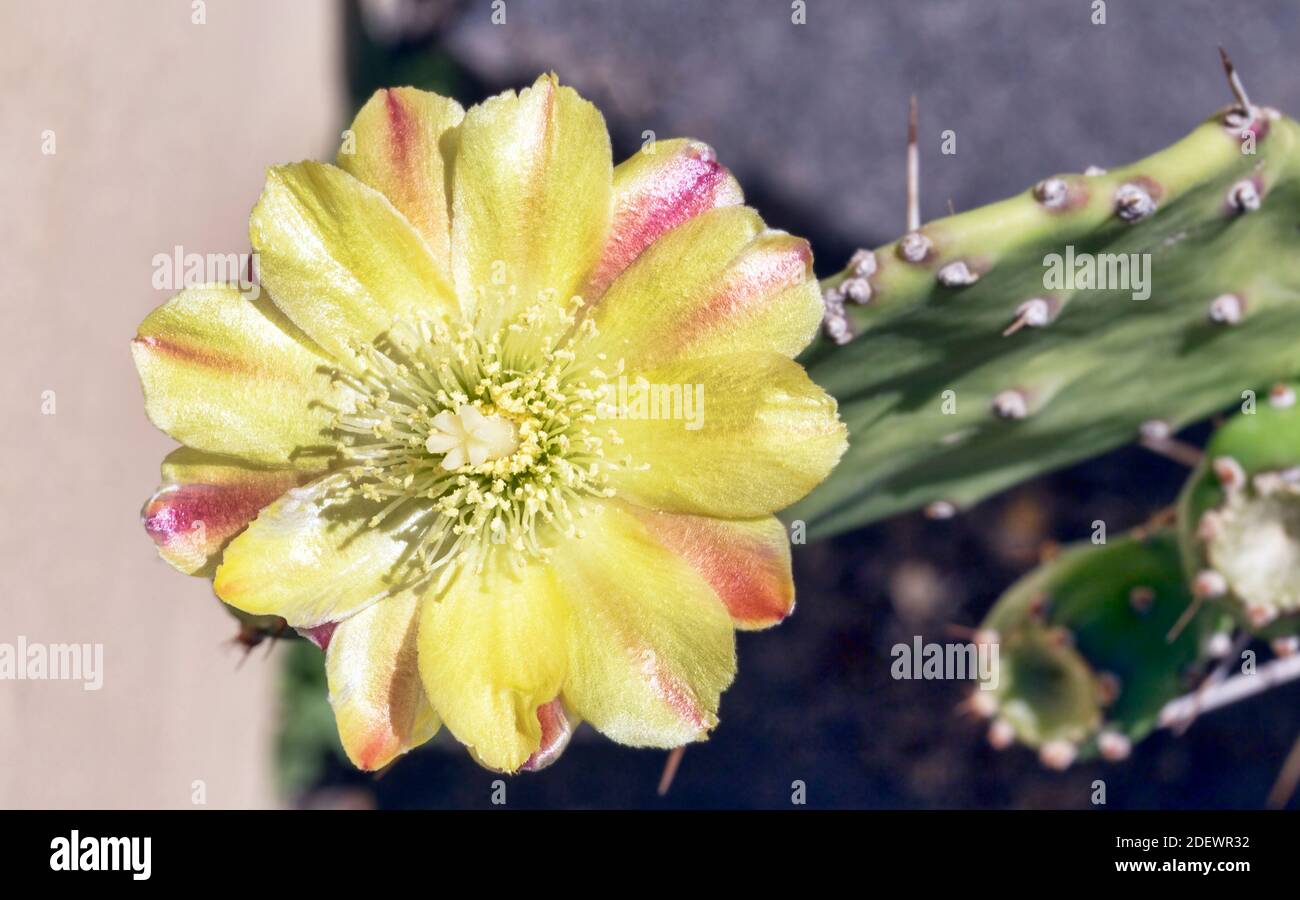 Natural background with macro photography of Purple Prickly Pear flower a  and its beautiful colors with yellow and purple tones Stock Photo