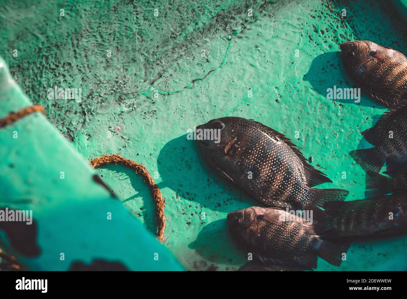 Fishing Stock Photo