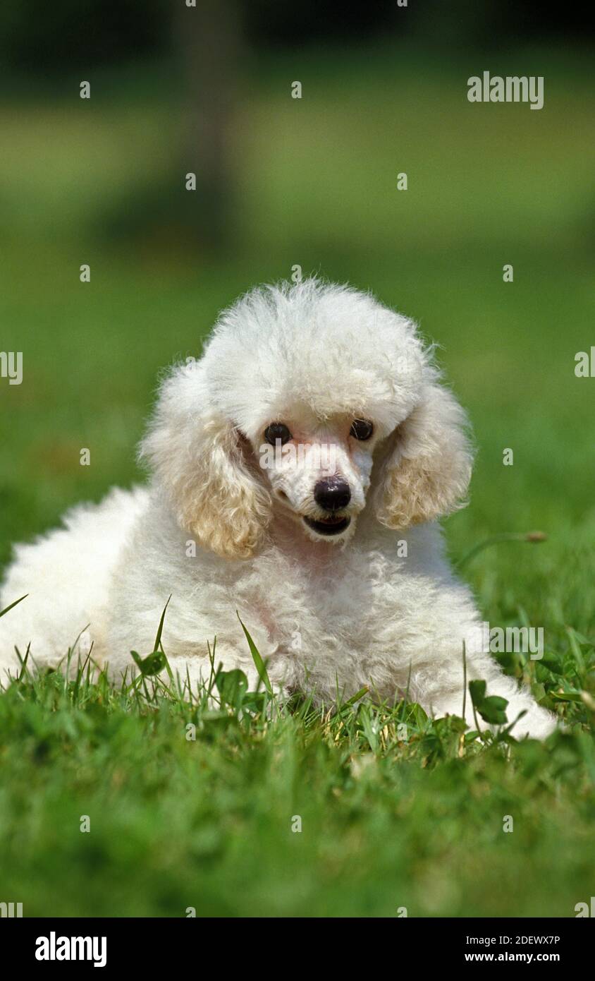 hamster native habitat