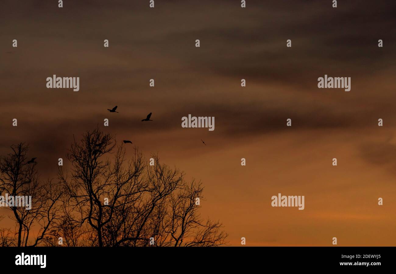 Silhouette leafless tree and sunset sky. Dead tree on dark sunset sky ...