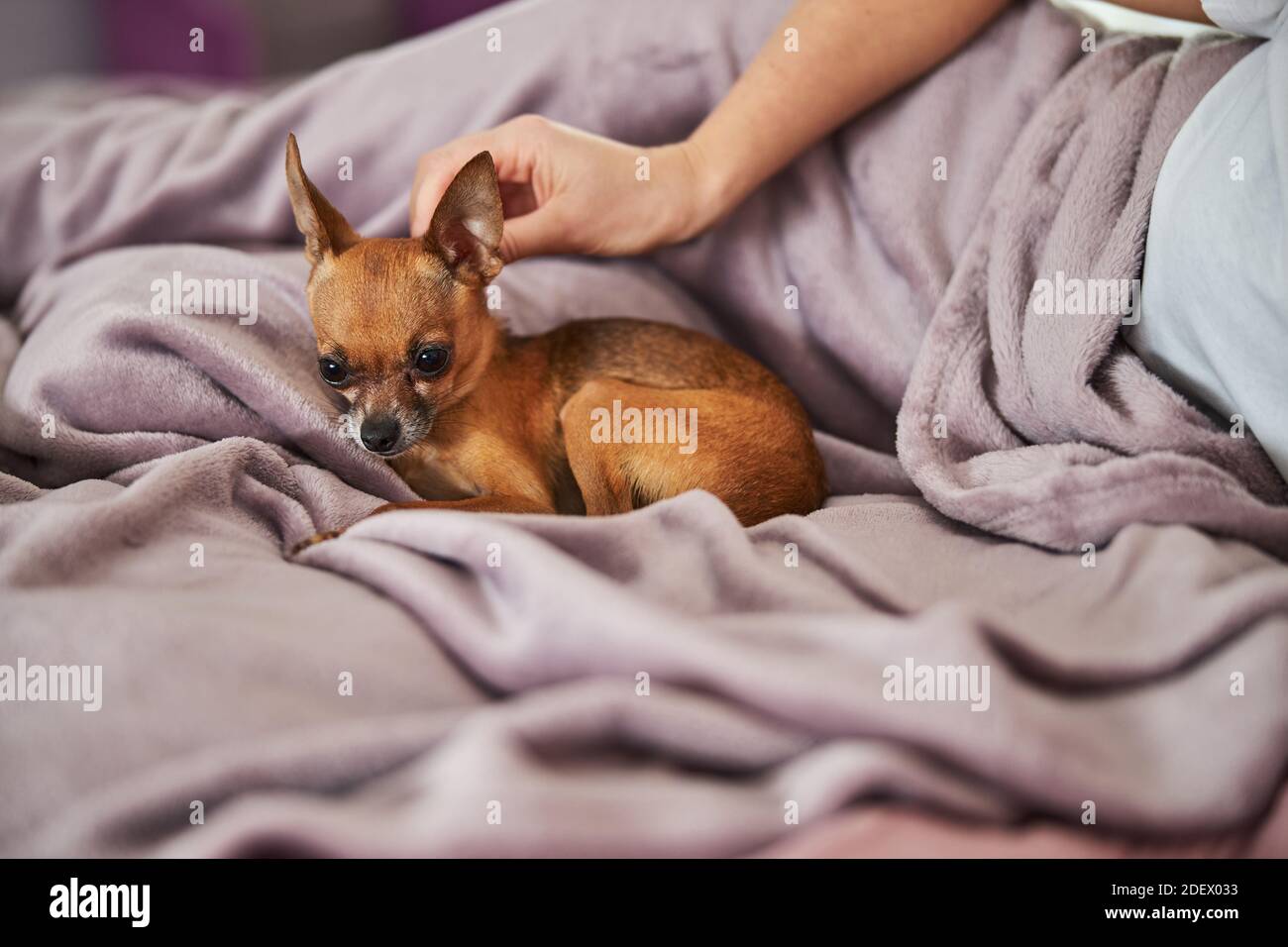 Lady scratching a dog behind the ear Stock Photo Alamy