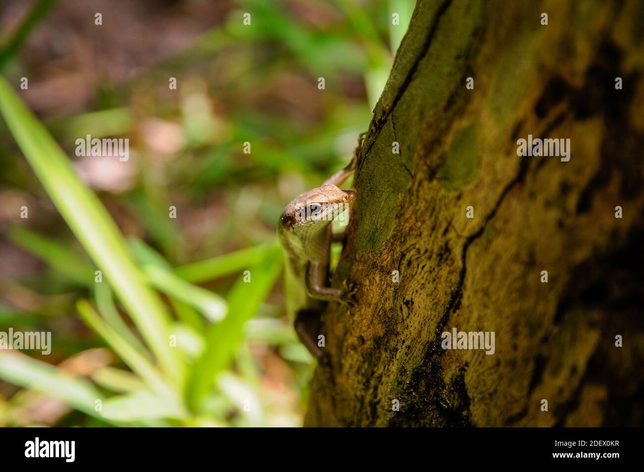 Brown Seychelles Skink (Trachylepis sechellensis) in the wild Stock Photo