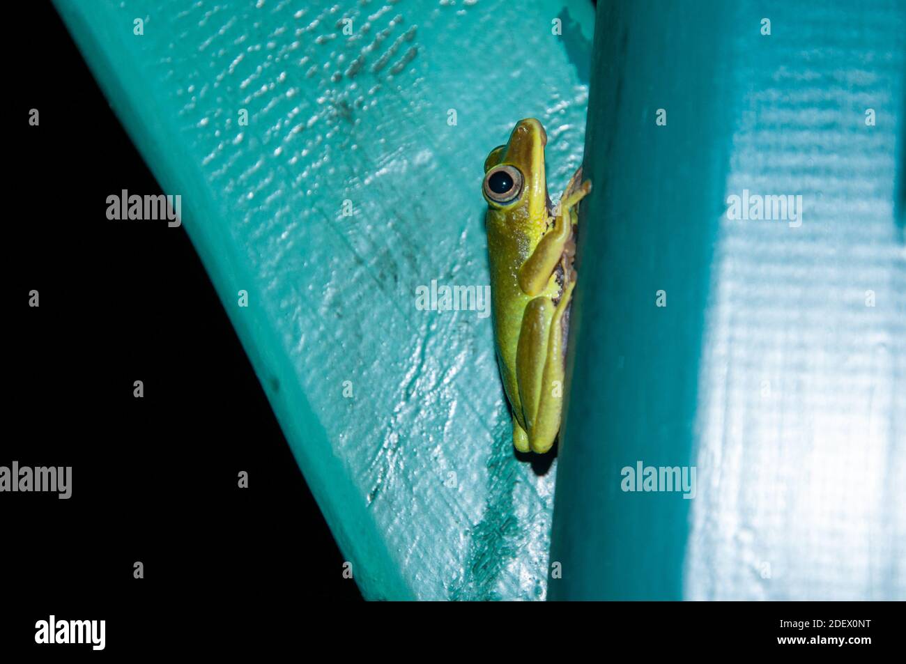 Seychelles Tree Frog (Tachycnemis seychellensis) on a blue wall. Night shot Stock Photo