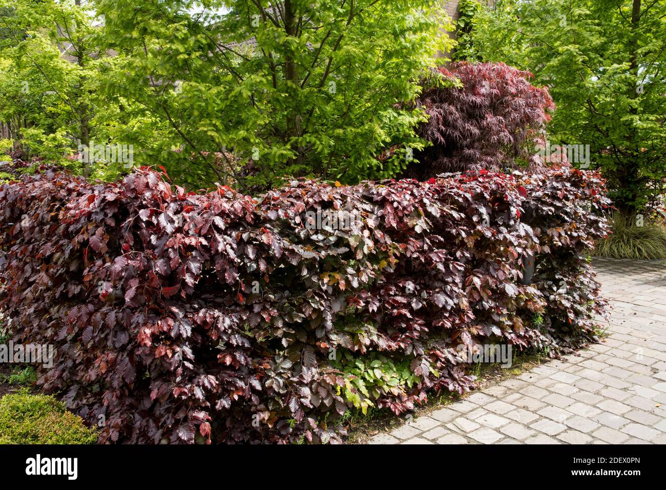 Hedge of Fagus sylvatica 'Atropurpurea' Stock Photo