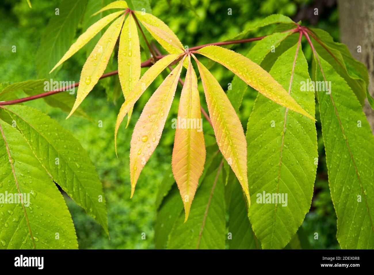 Leaves of Aesculus indica Stock Photo