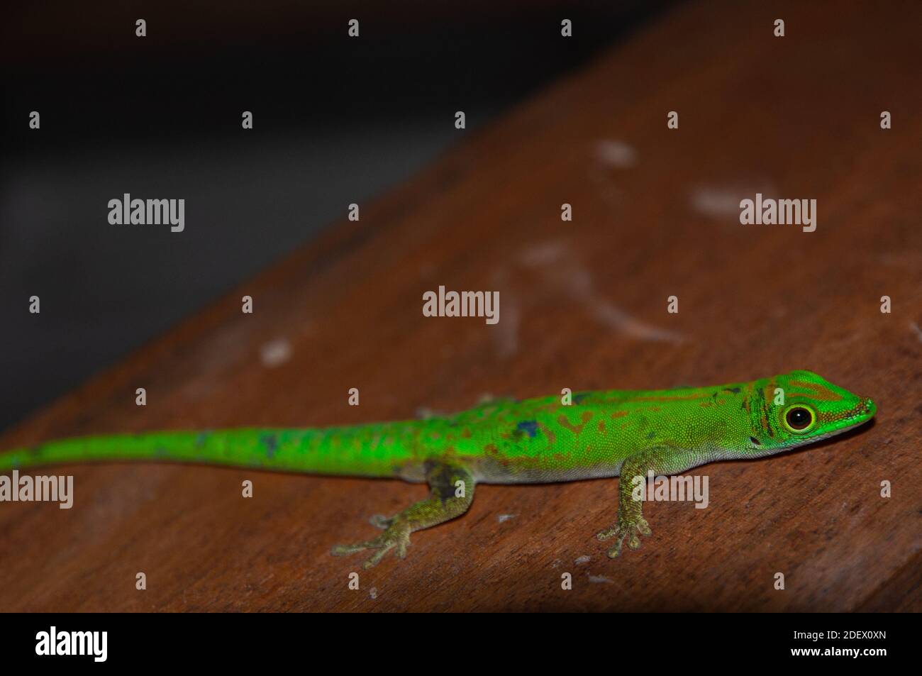 La Digue Day Gecko (Phelsuma sundbergi Stock Photo - Alamy