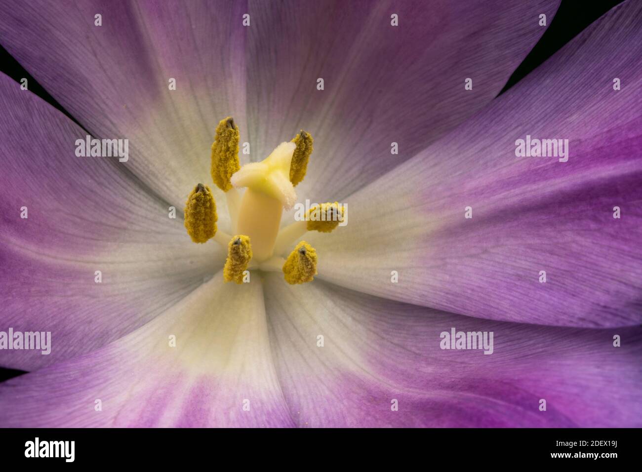 Close up of the centre of a tulip flower Stock Photo