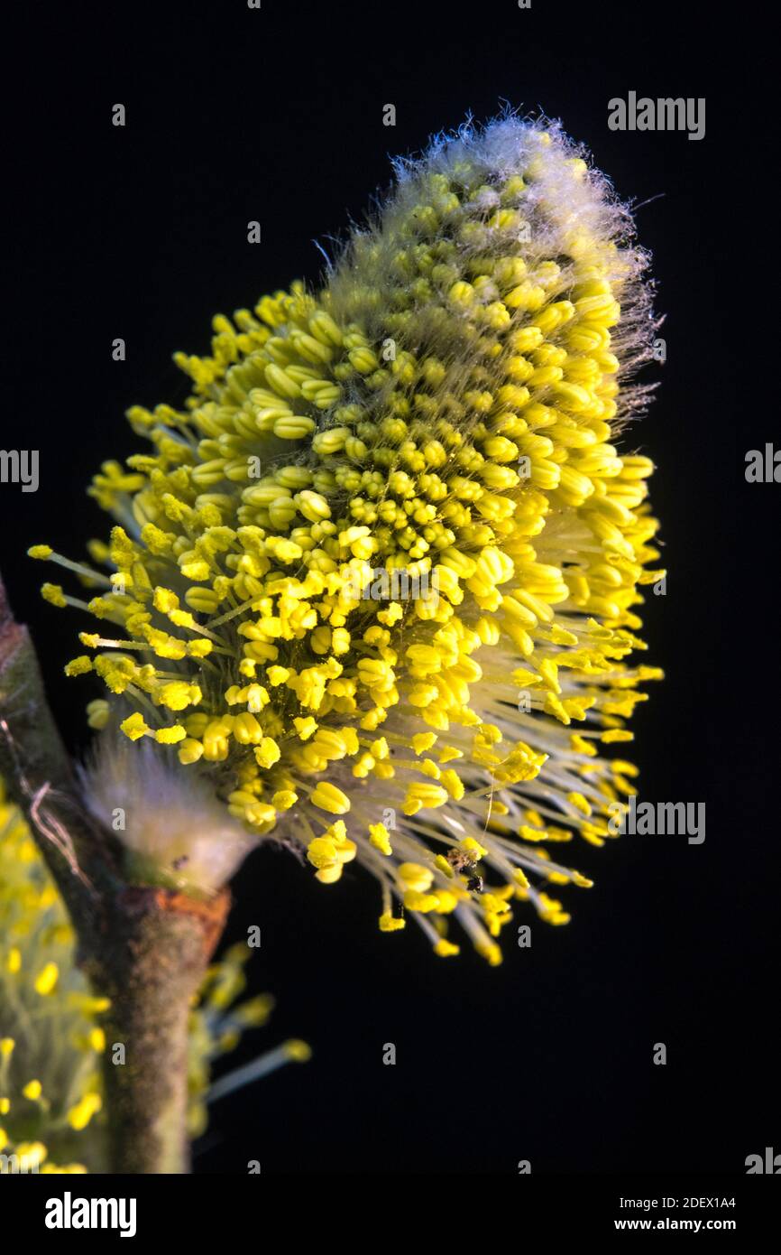 Male catkin of Salix or willow Stock Photo