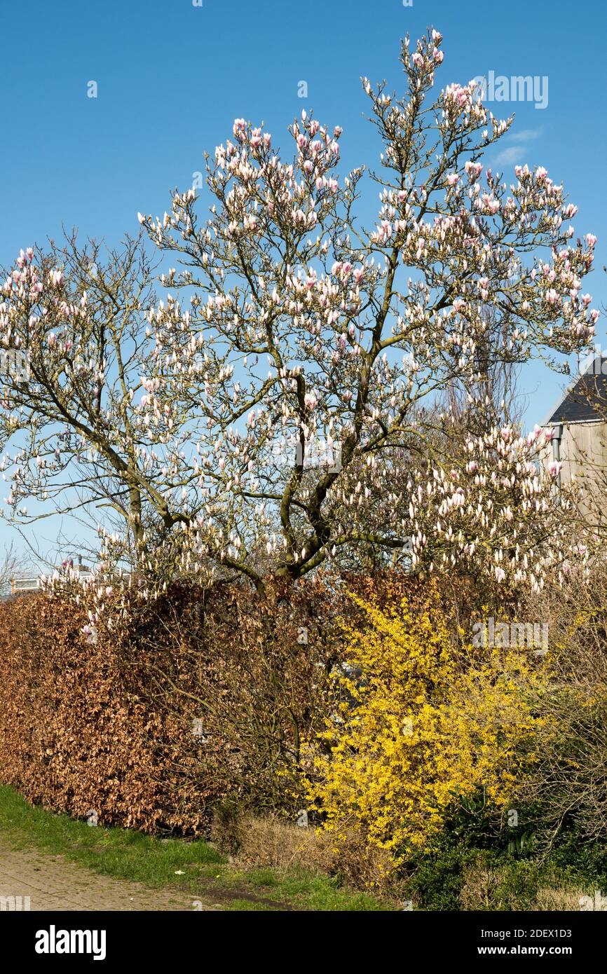 Magnolia x soulangeana in full flower Stock Photo