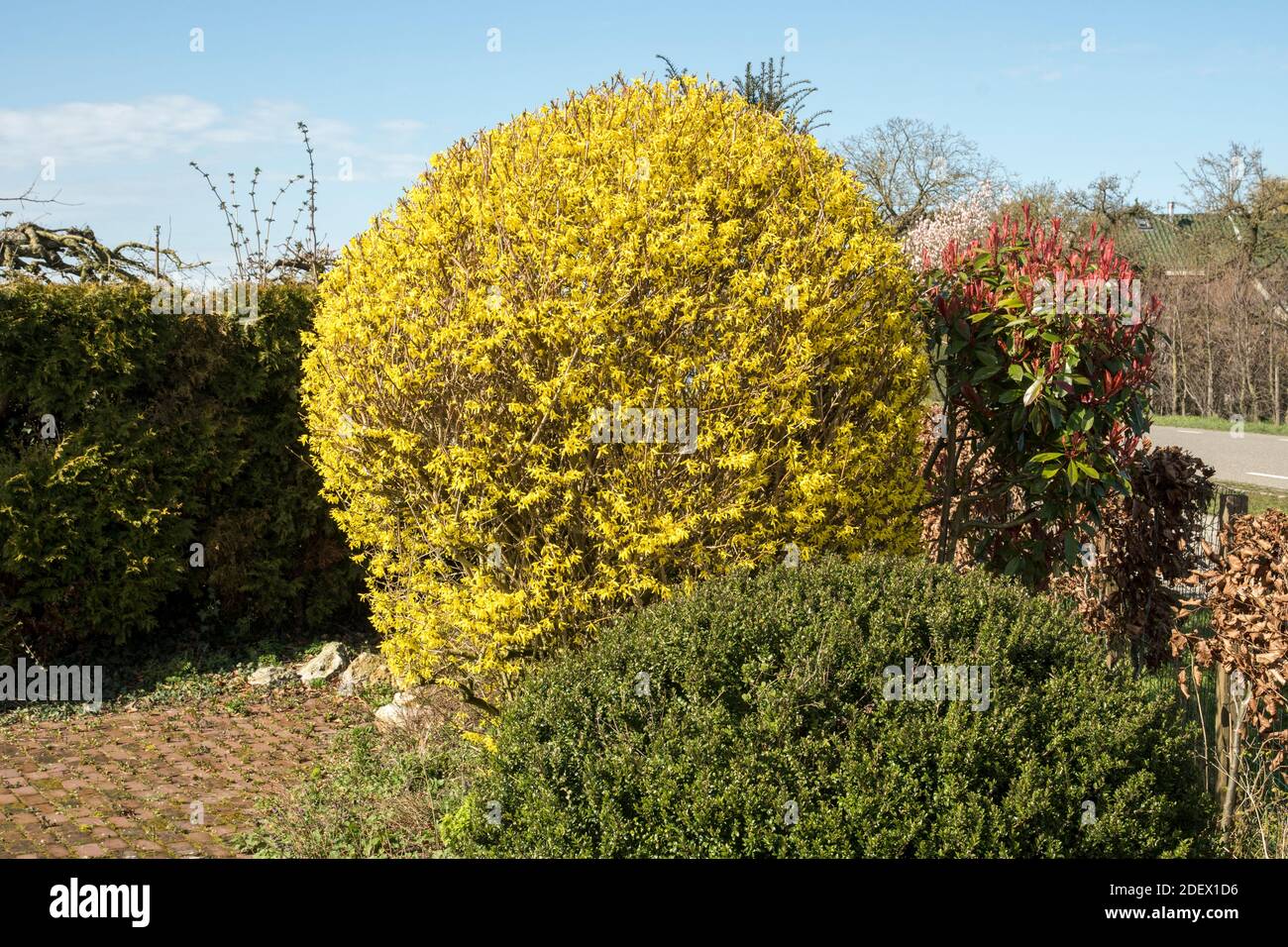 a Forsythia pruned to a ball form Stock Photo