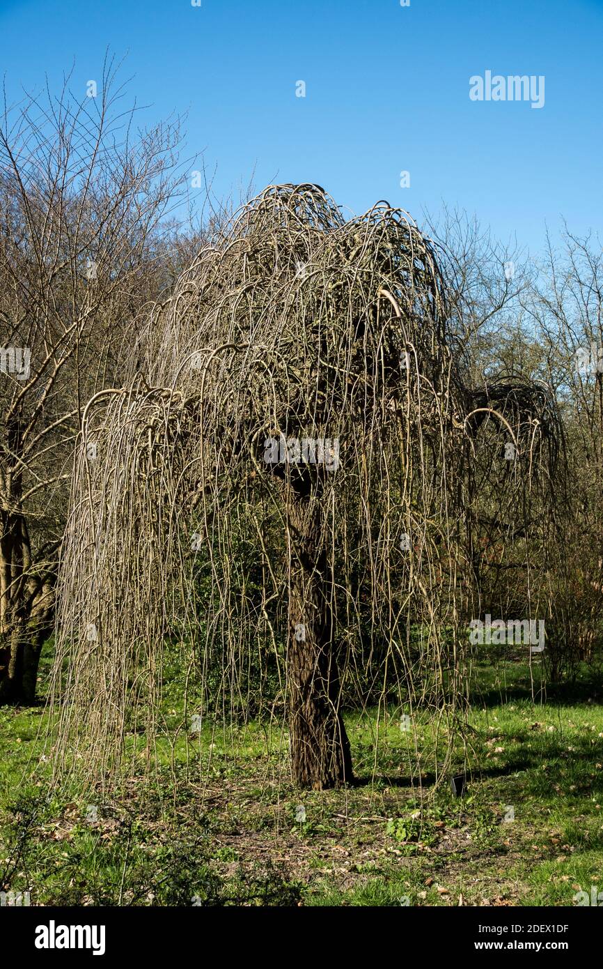 The pendulous tree Morus alba 'Pendula' Stock Photo