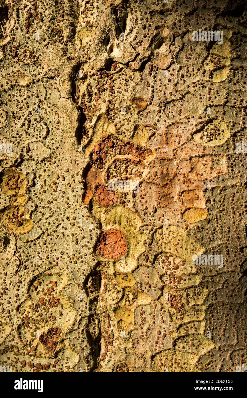 Zelkova hires stock photography and images Alamy