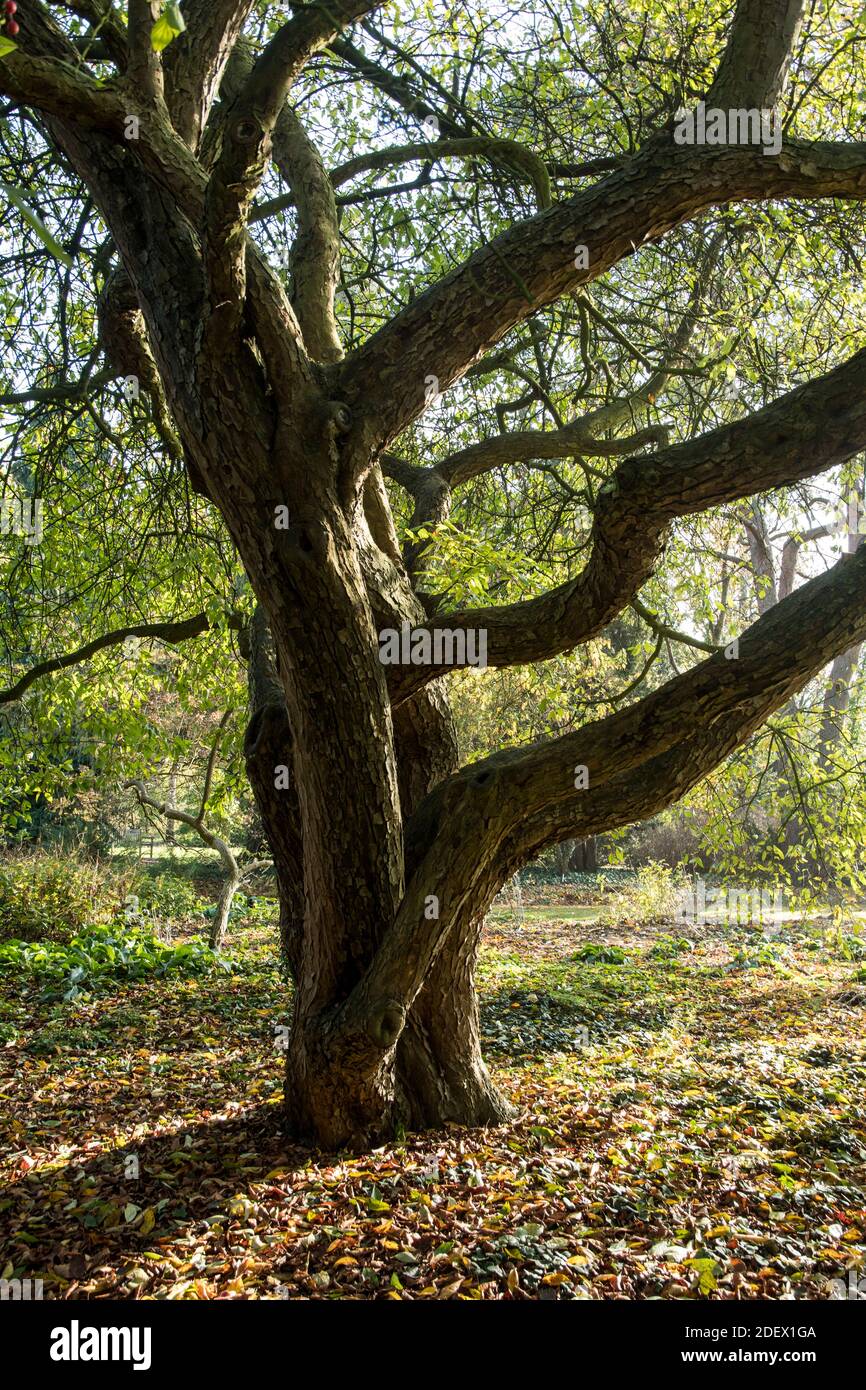 Old tree of Malus baccata var. manshurica Stock Photo