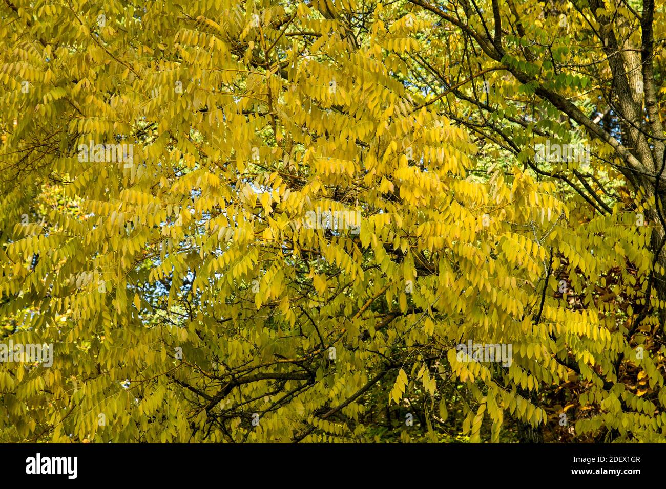 Autumn color of Styphnolobium japonicum 'Golden Standard' Stock Photo